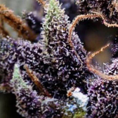 purple-urkle-cannabisseeds-apeorigin-hanfsamen-dope.jpg