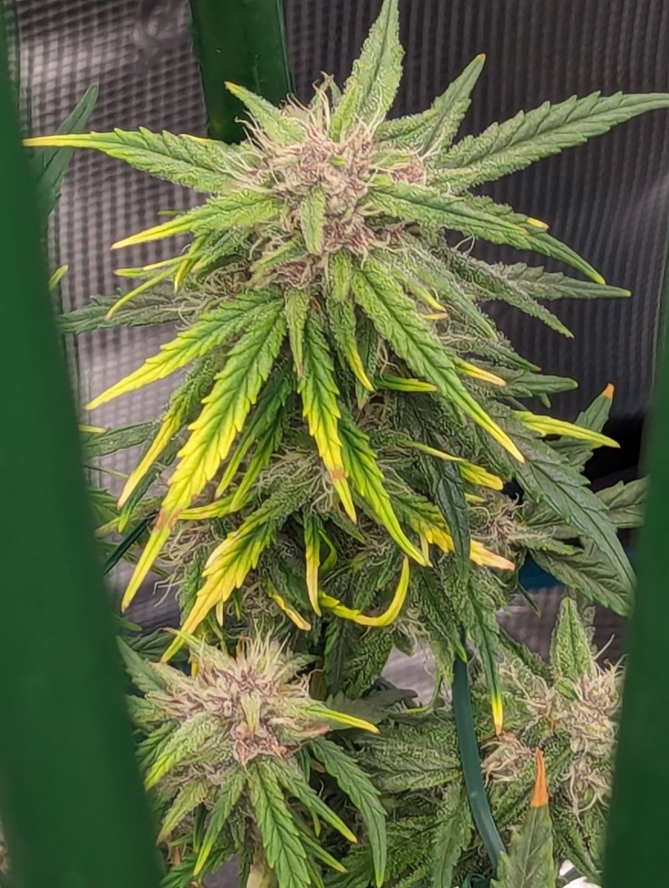 Queen started growing healthy leaves again on a cola with severe root damage.