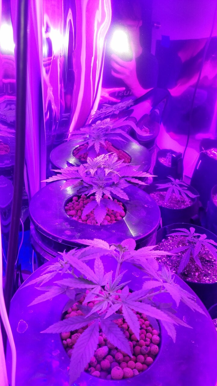R hybrid and r indica