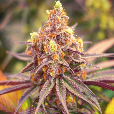 rainbow-cake-seeds-apeorigin-marijuana-highend-420-dope.jpg