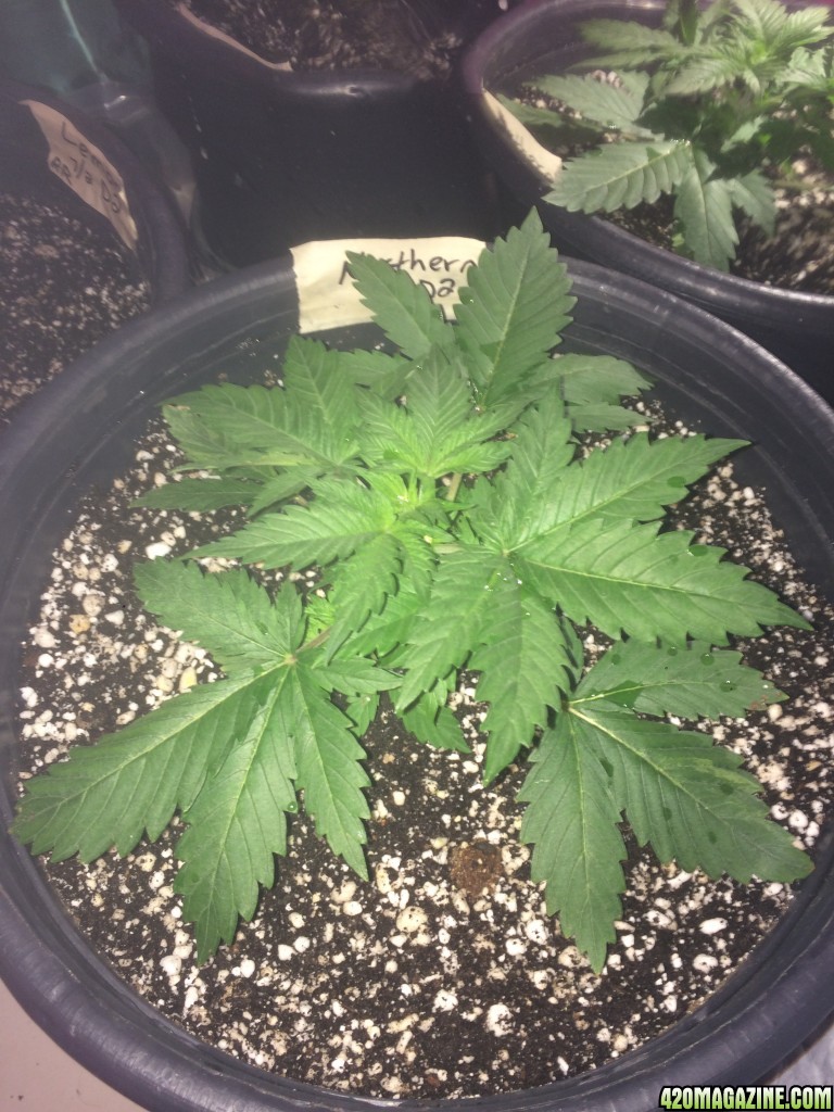 Raspberry Cough2 Coco Veg Stage Week 2