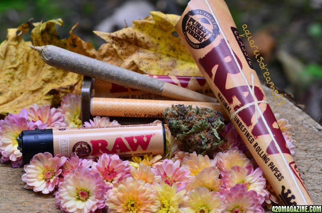 raw, papers, fall, flowers, purple