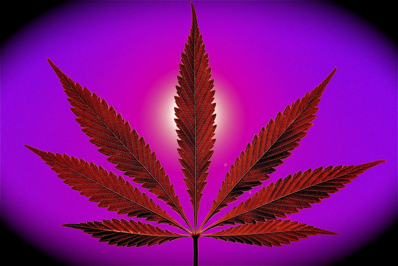 Red Cannabis Leaf w/Purple and Pink Backdrop