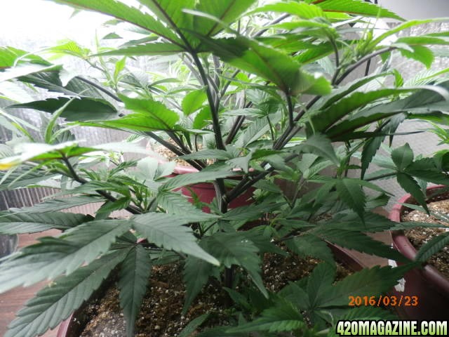 Red stalks on Girl Scout Cookie plants..