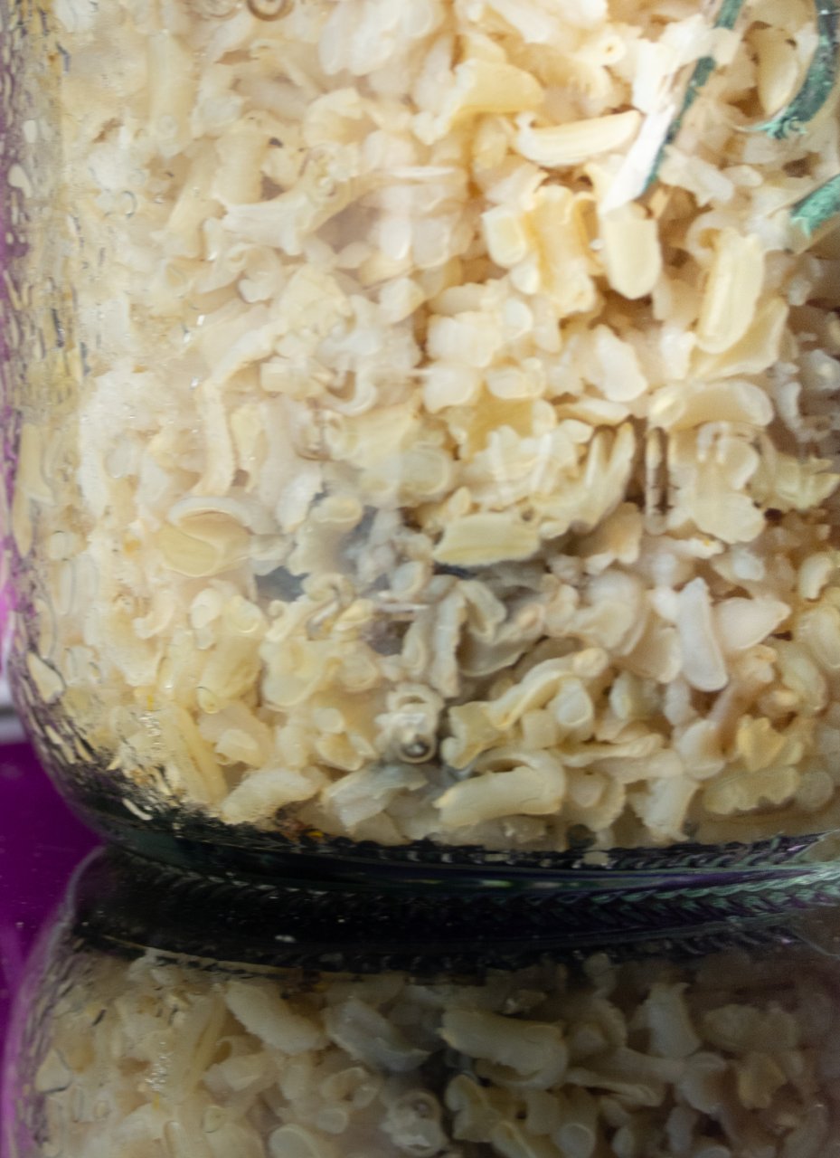 rice grain mold in jar-2.jpg