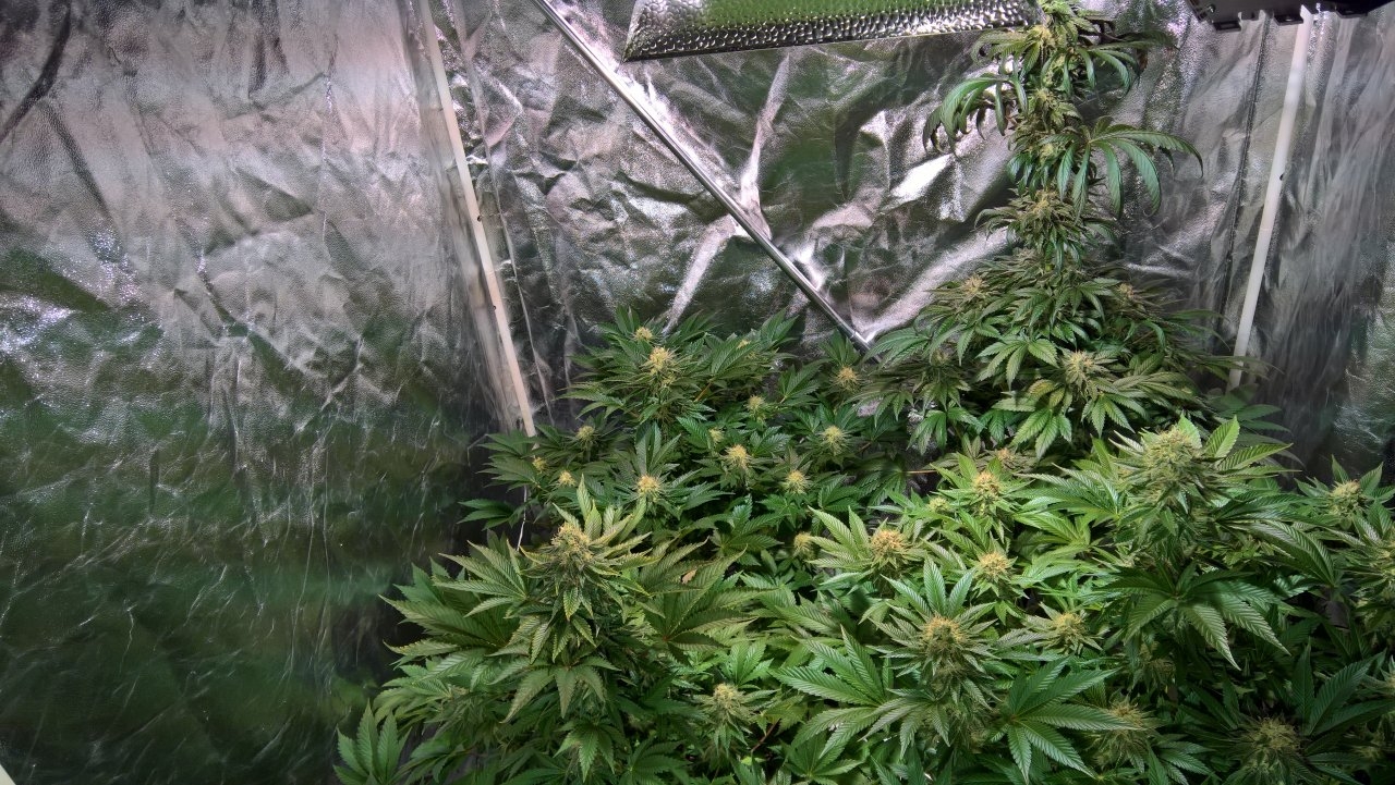 Right of tent Week8 Day1