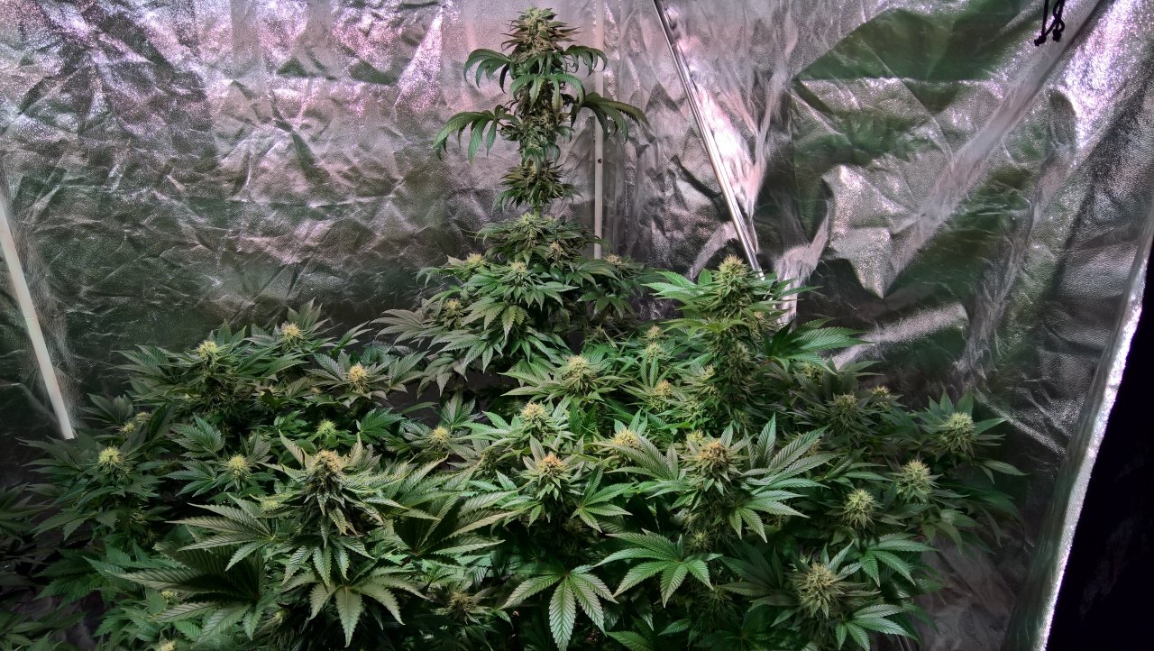 Right side of tent Week 7 Day 1