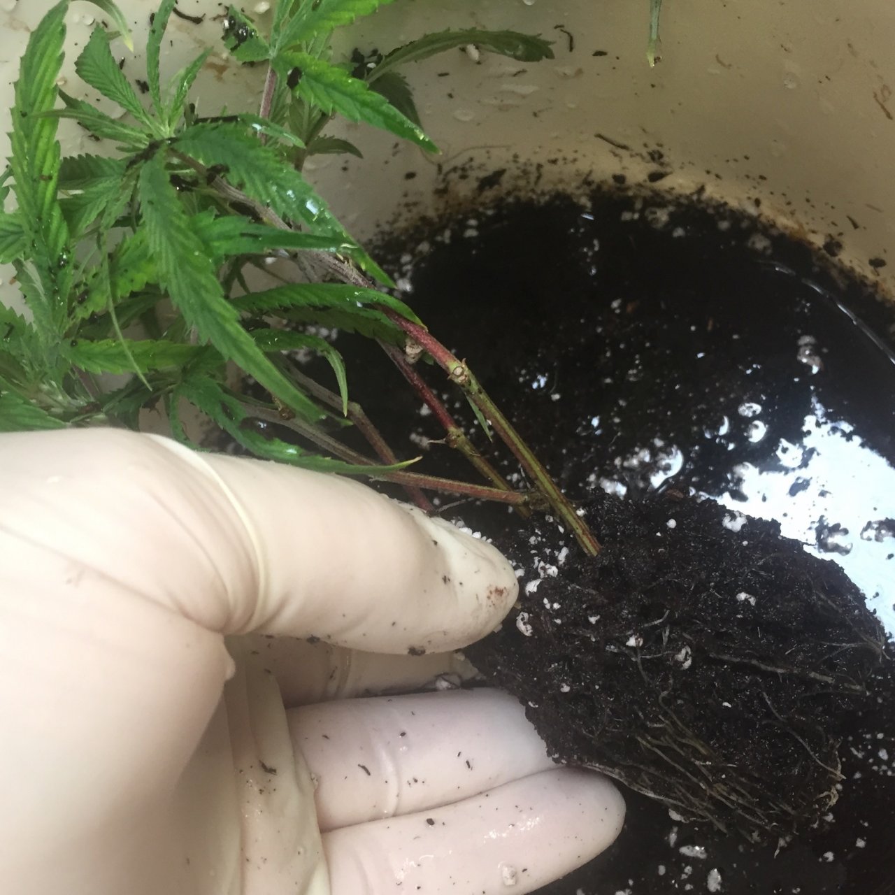 Rinsing soil off roots