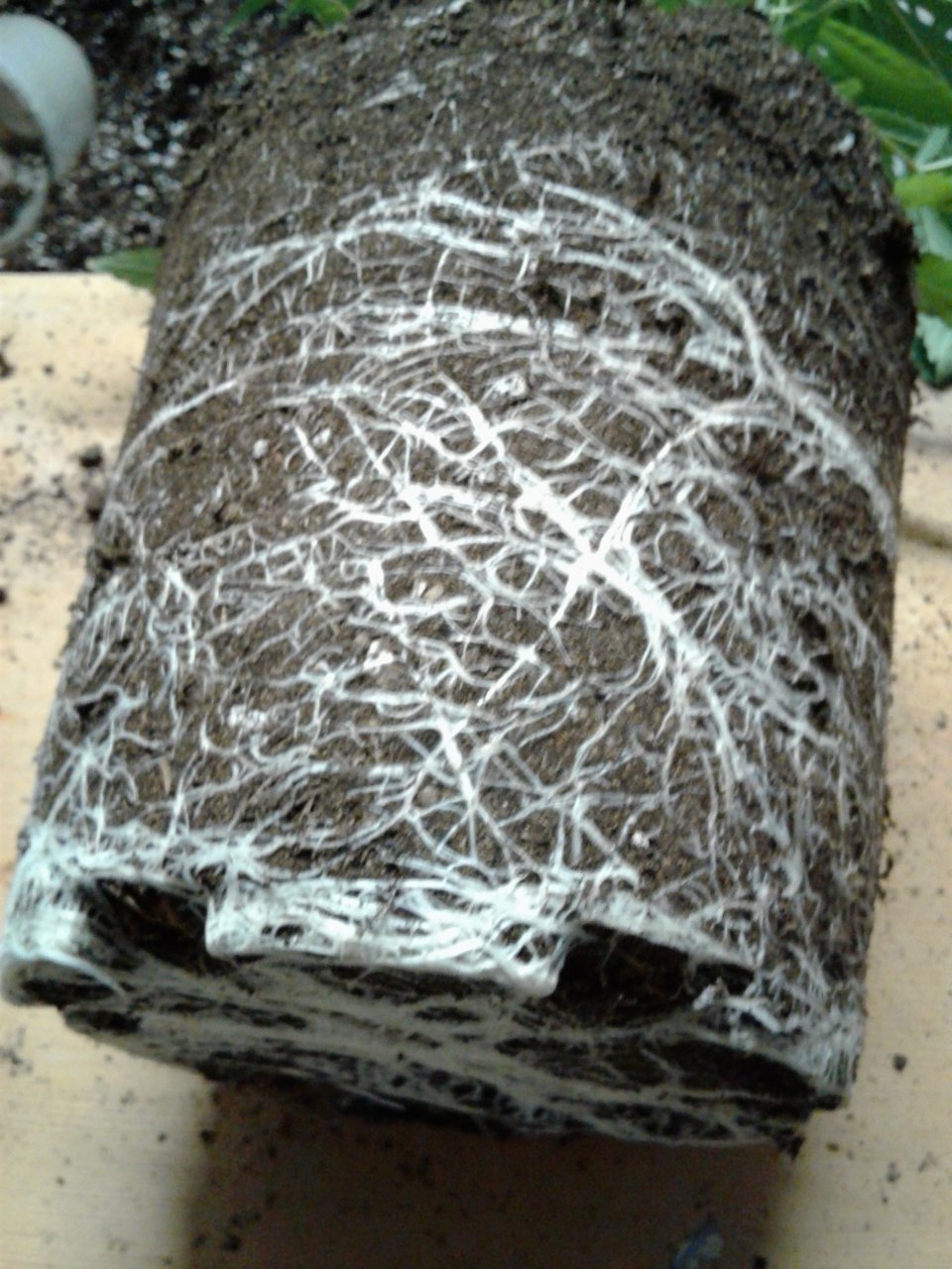 Root bound