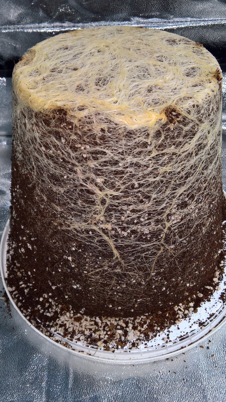 Roots at harvest after a week on water