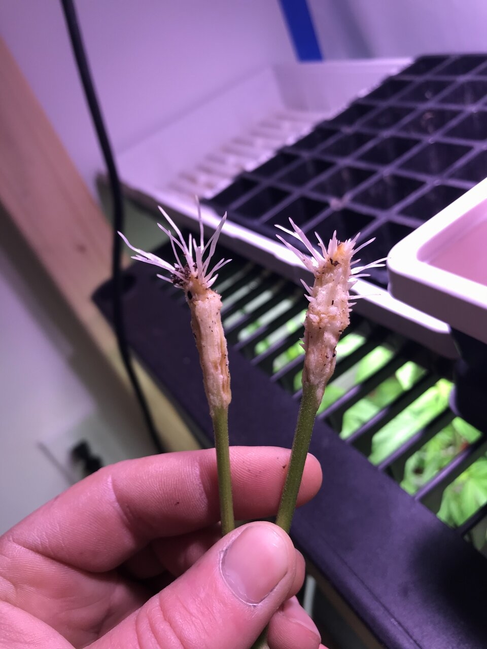 Roots off the clones I took 8 days from cutting