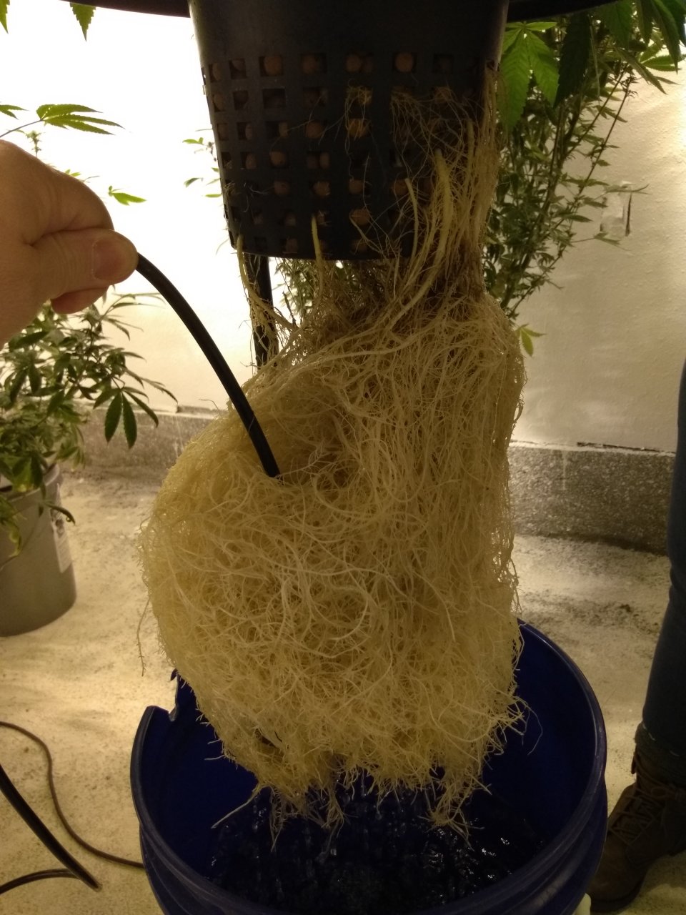 Roots with air stone.jpg