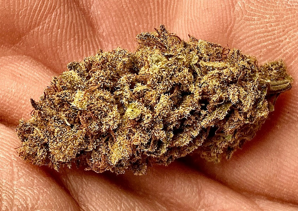 RP bud used for review.jpg