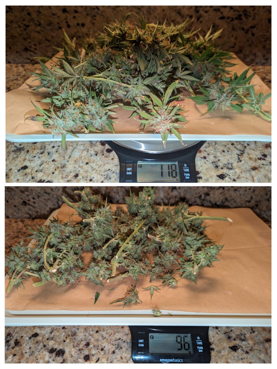 Samantha (Dosidos auto by Royal Queen)– week 10, day 74