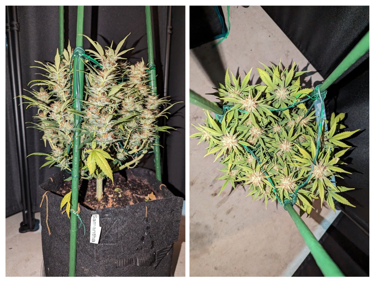 Samantha (Dosidos auto by Royal Queen)– week 9, day 67