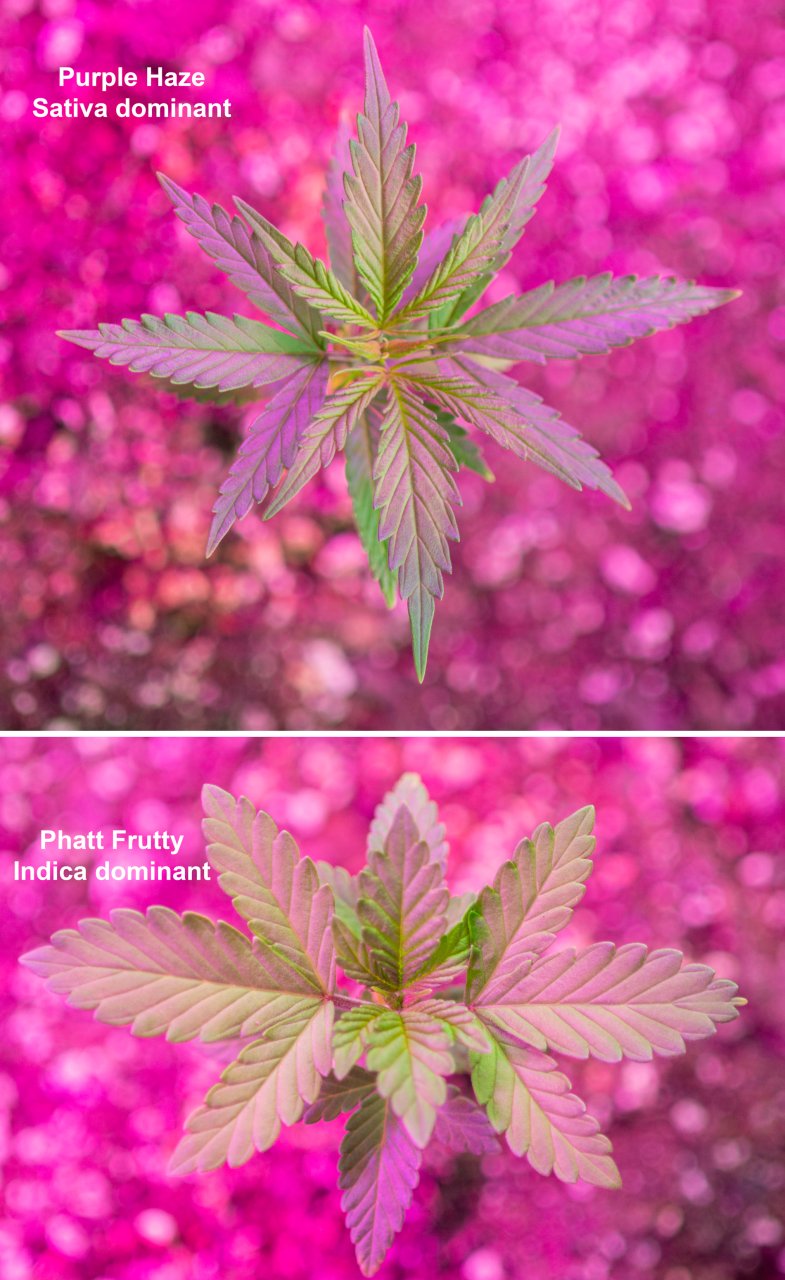 Sativa vs Indica leaves.jpg