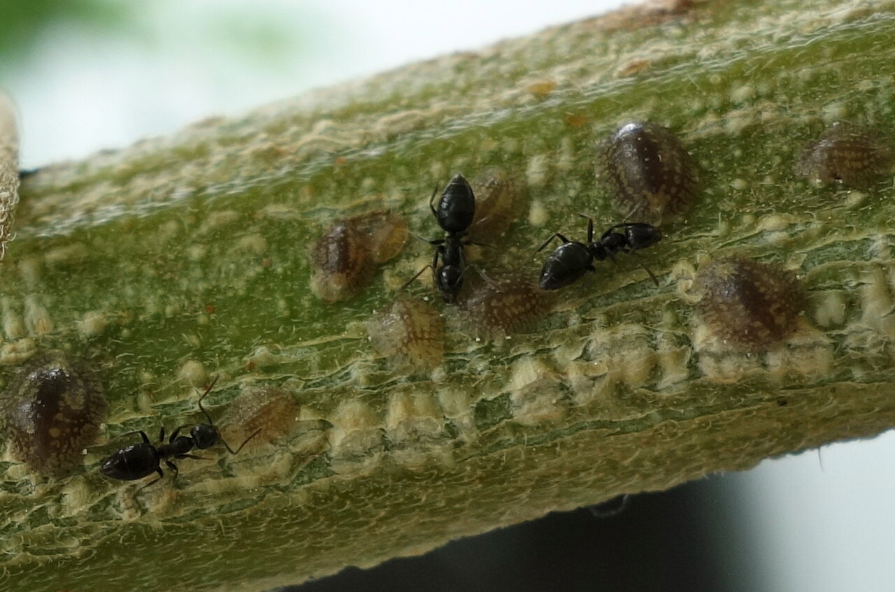 Scale mealybugs on some isolated stems of 3-WWG, ants feeding their honeydew