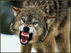 scary-wolf.jpg