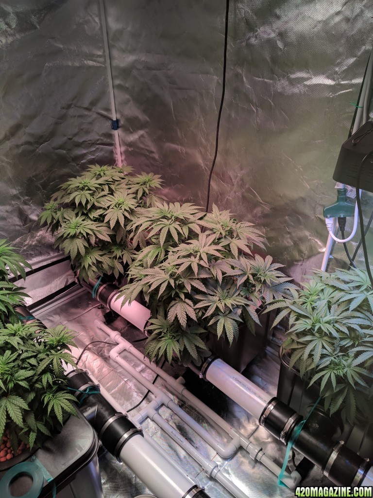 Second grow week 3 Veg