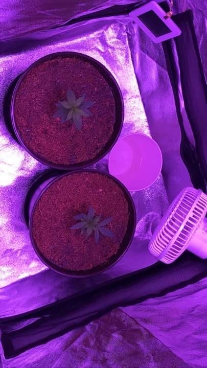 Second grow WW/AH 4weeks