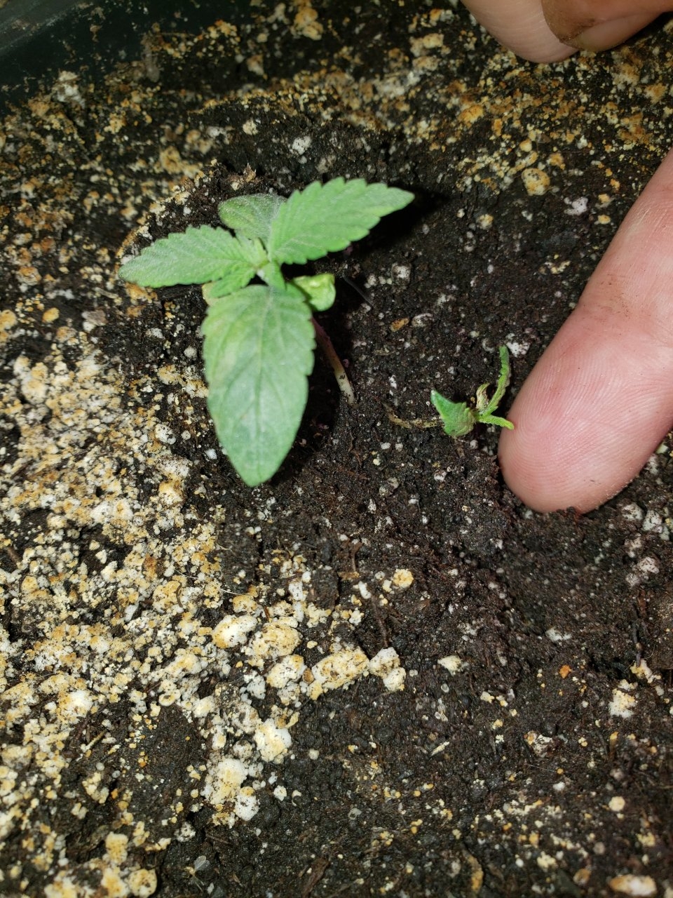 See looks like another seedling lol