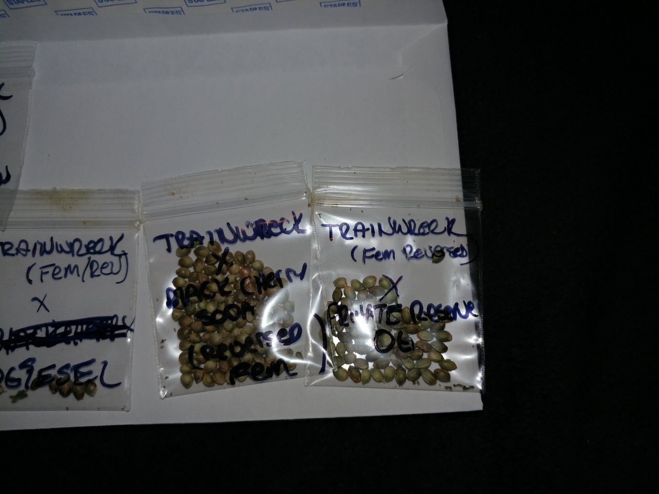 seed project cannabis marijuana icemud feminized STS silver thiosulfate