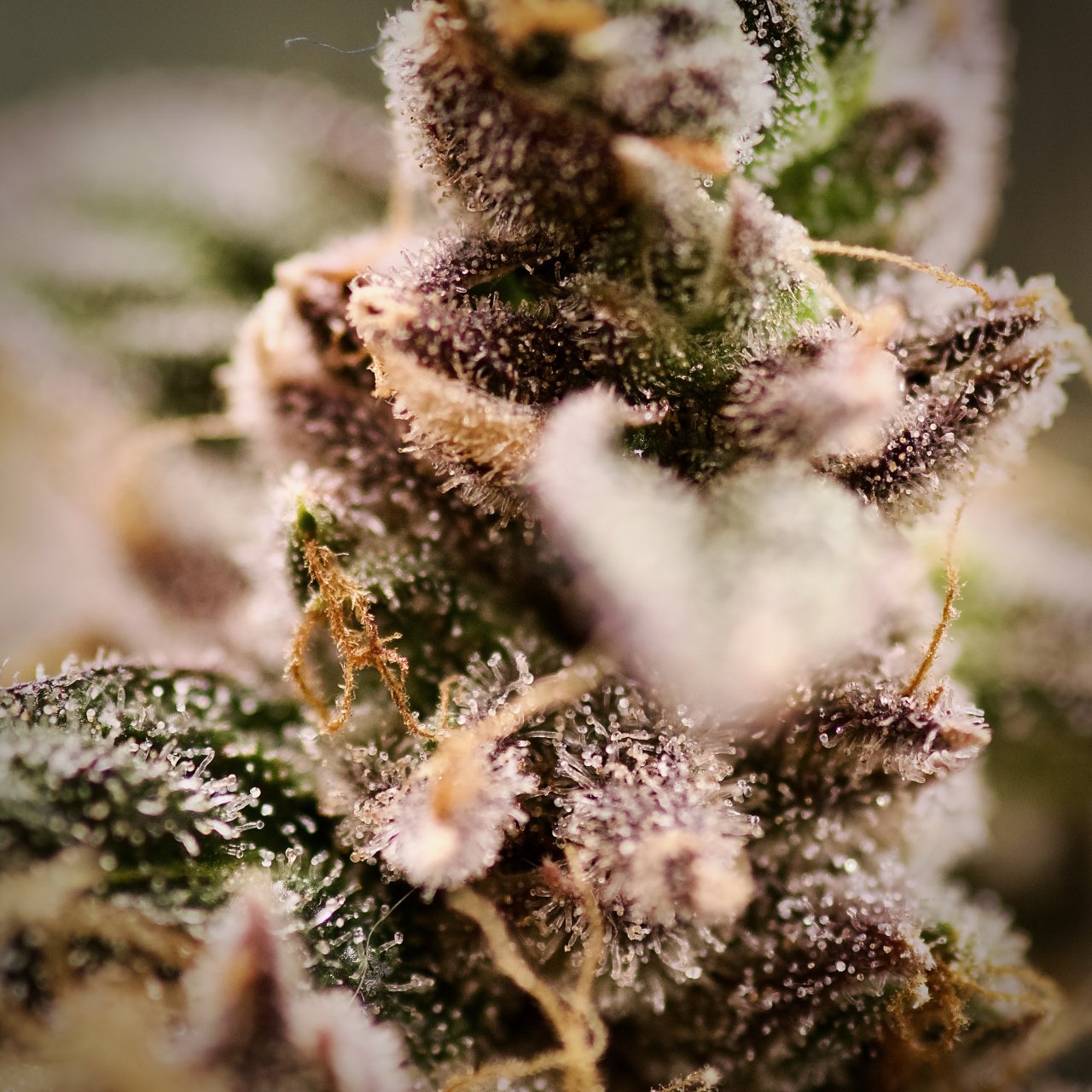Seed Queen Trichomes, Ready to Harvest.jpeg