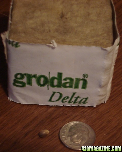 Seed with Grodan Delta Block