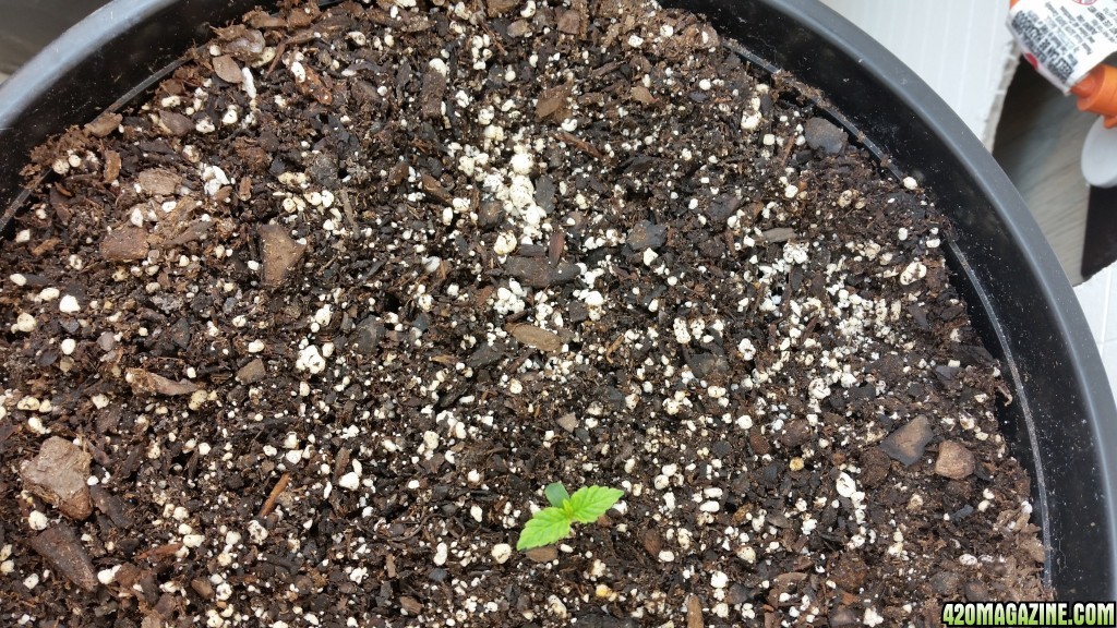 Seedling #4 - Day 8