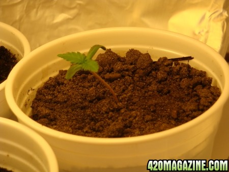 seedling at day 3