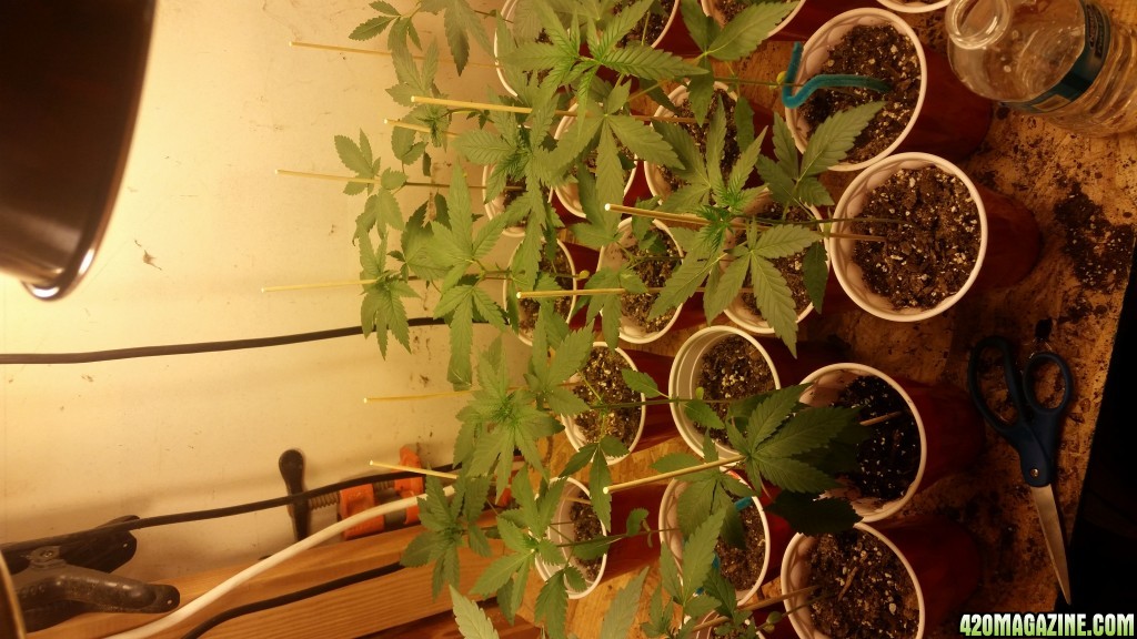 Seedling Closet Grow