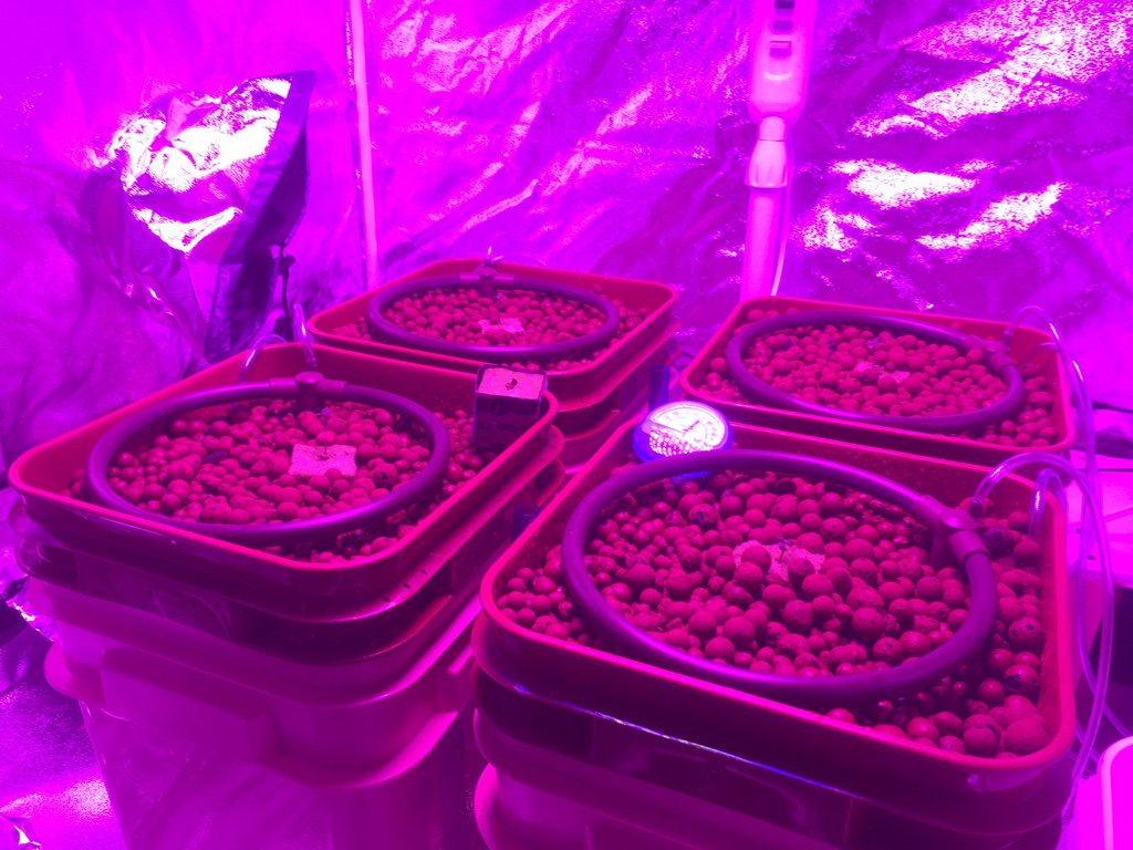 seedling in pots 2.jpg