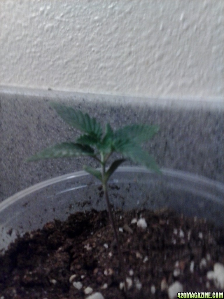 seedling plant 2