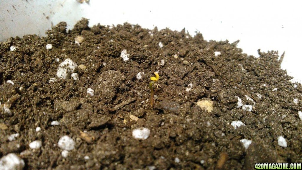 seedling111