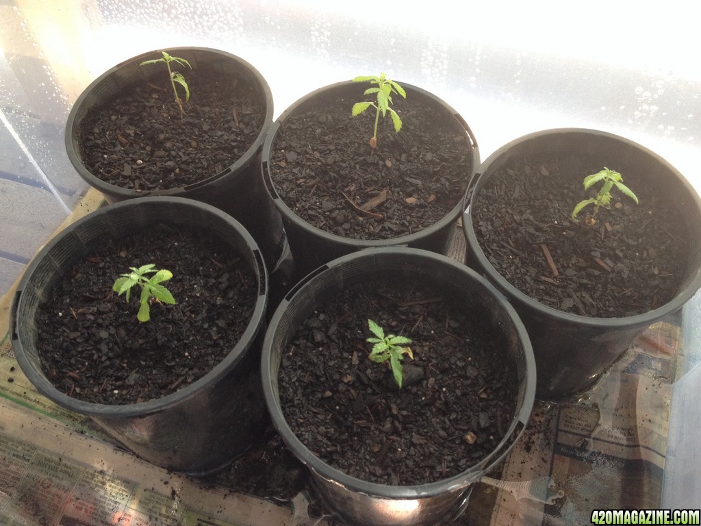 Seedlings 05.02.14