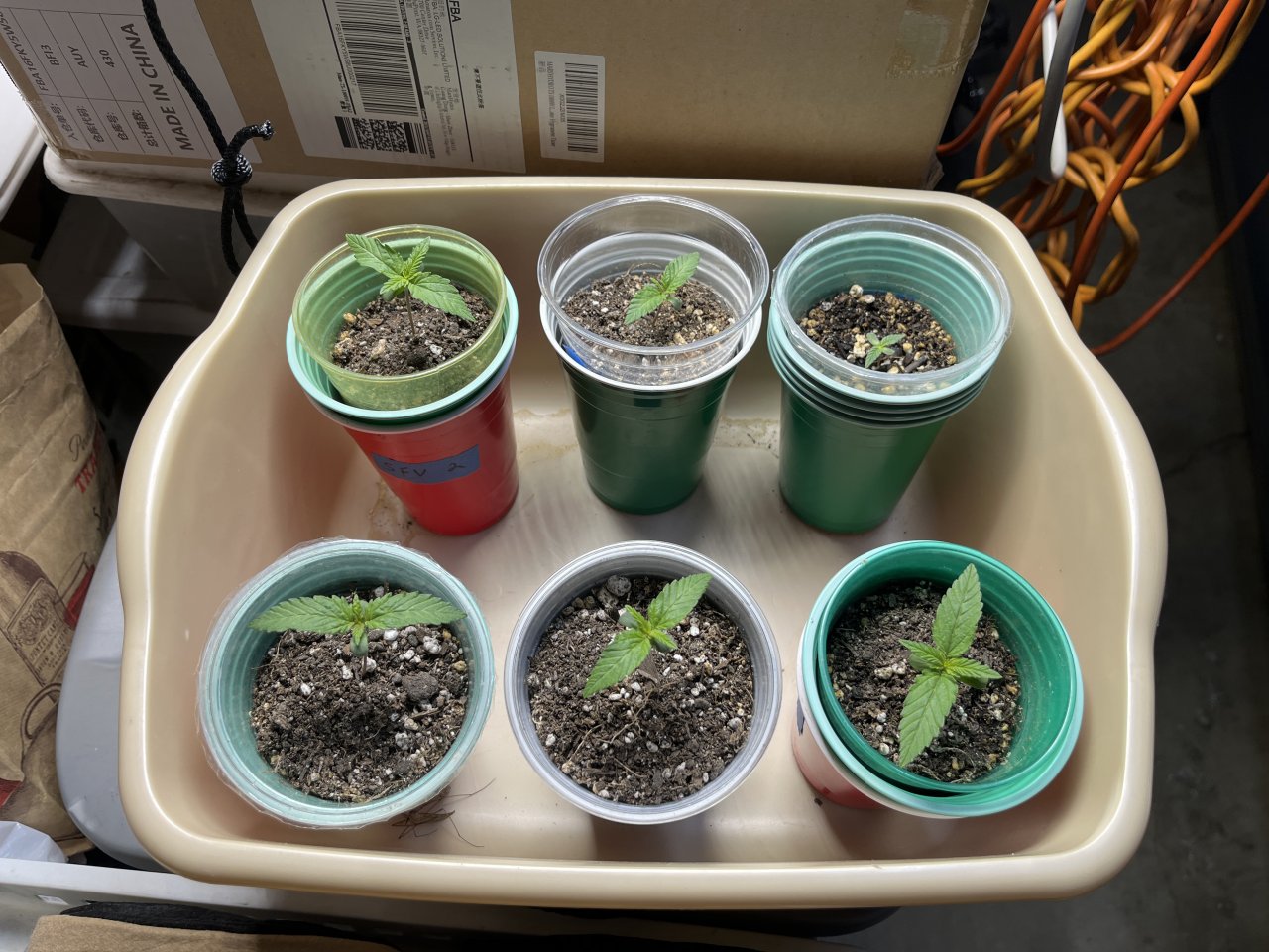 Seedlings 4.26.23