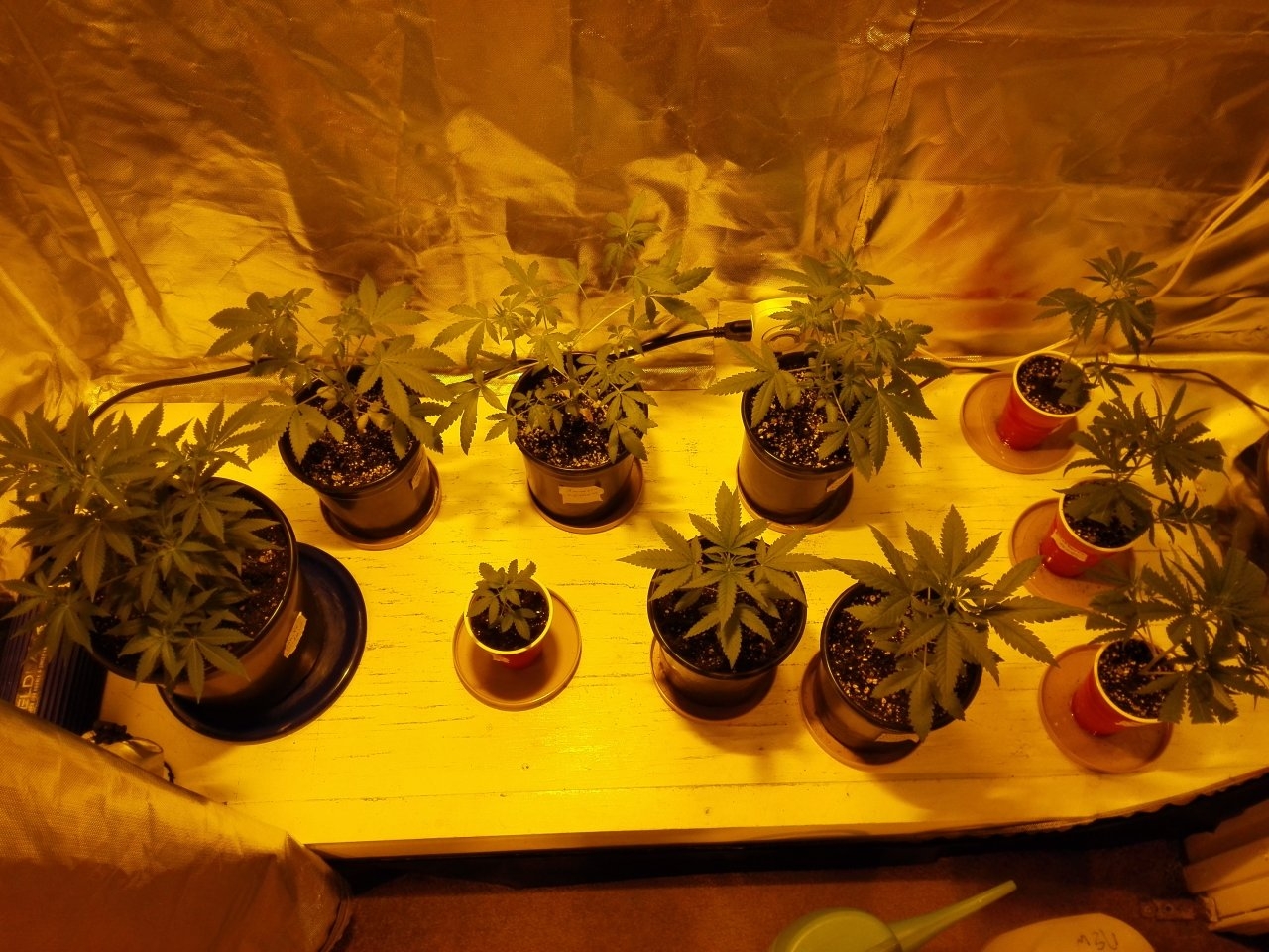 Seedlings and clones being fed