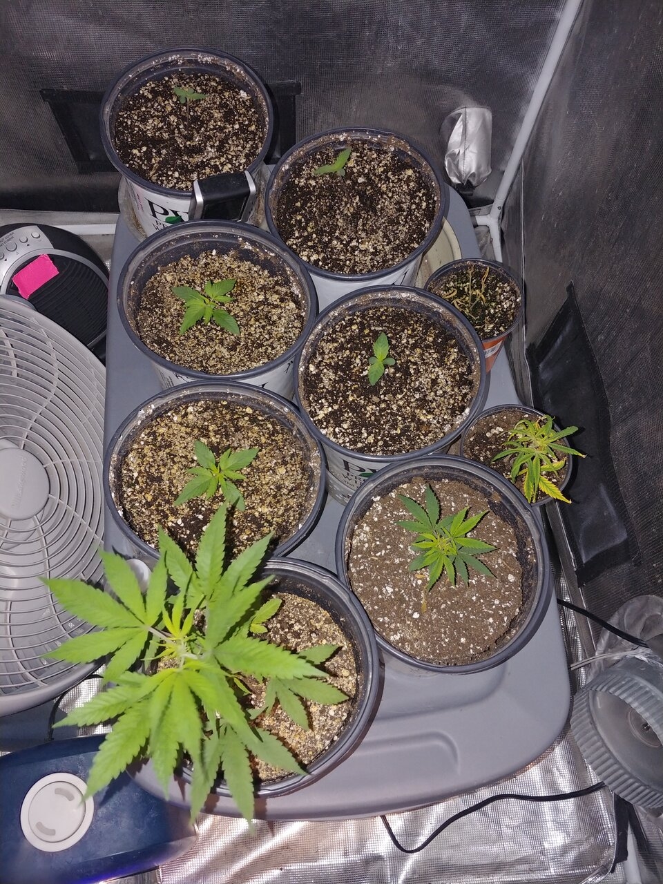 Seedlings and clones in 4x4