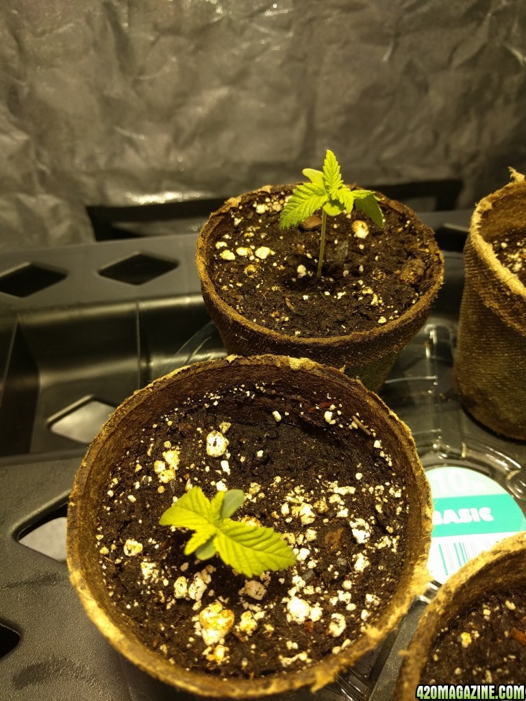 Seedlings at 2 weeks