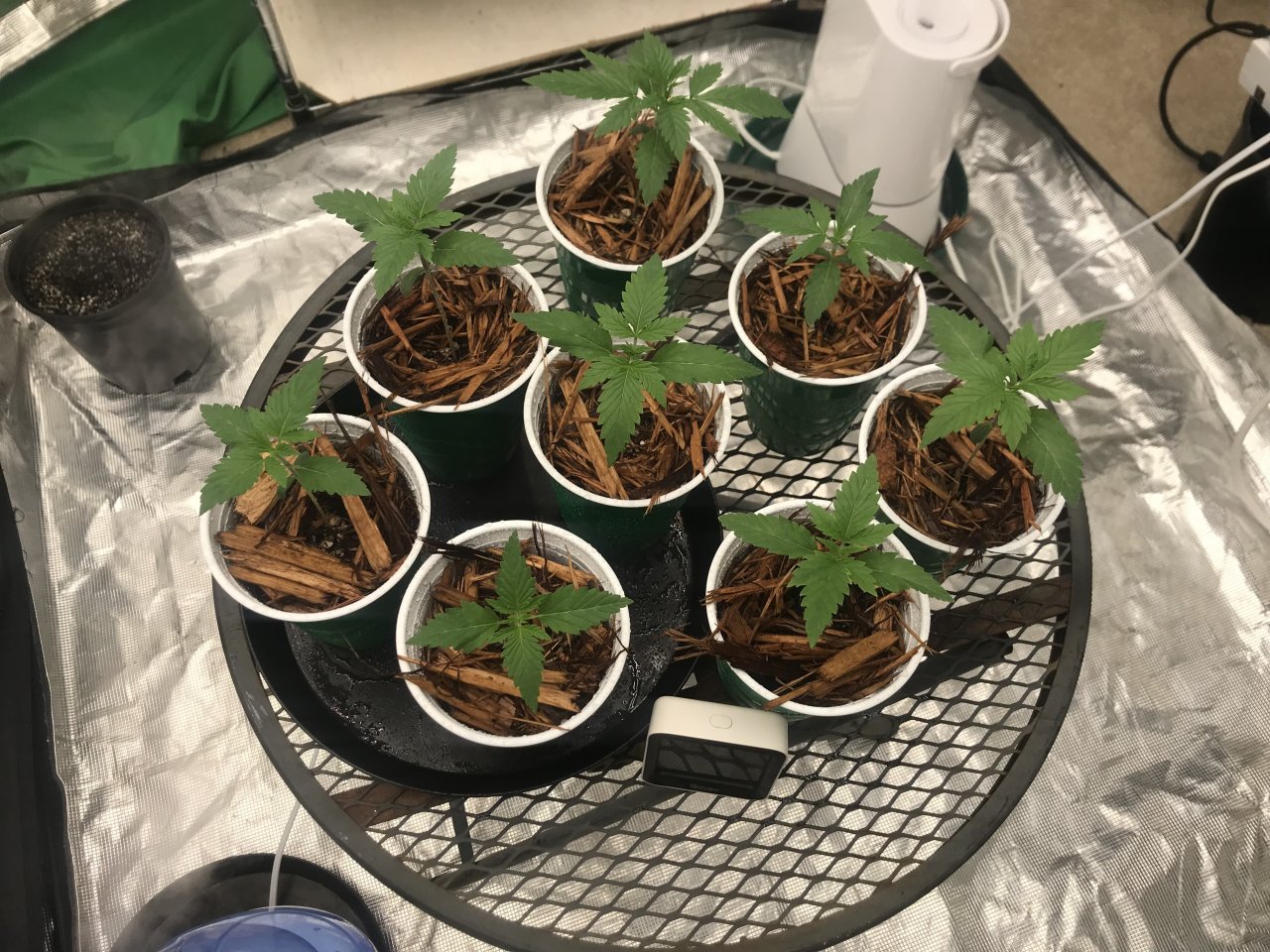 Seedlings Day 9-12