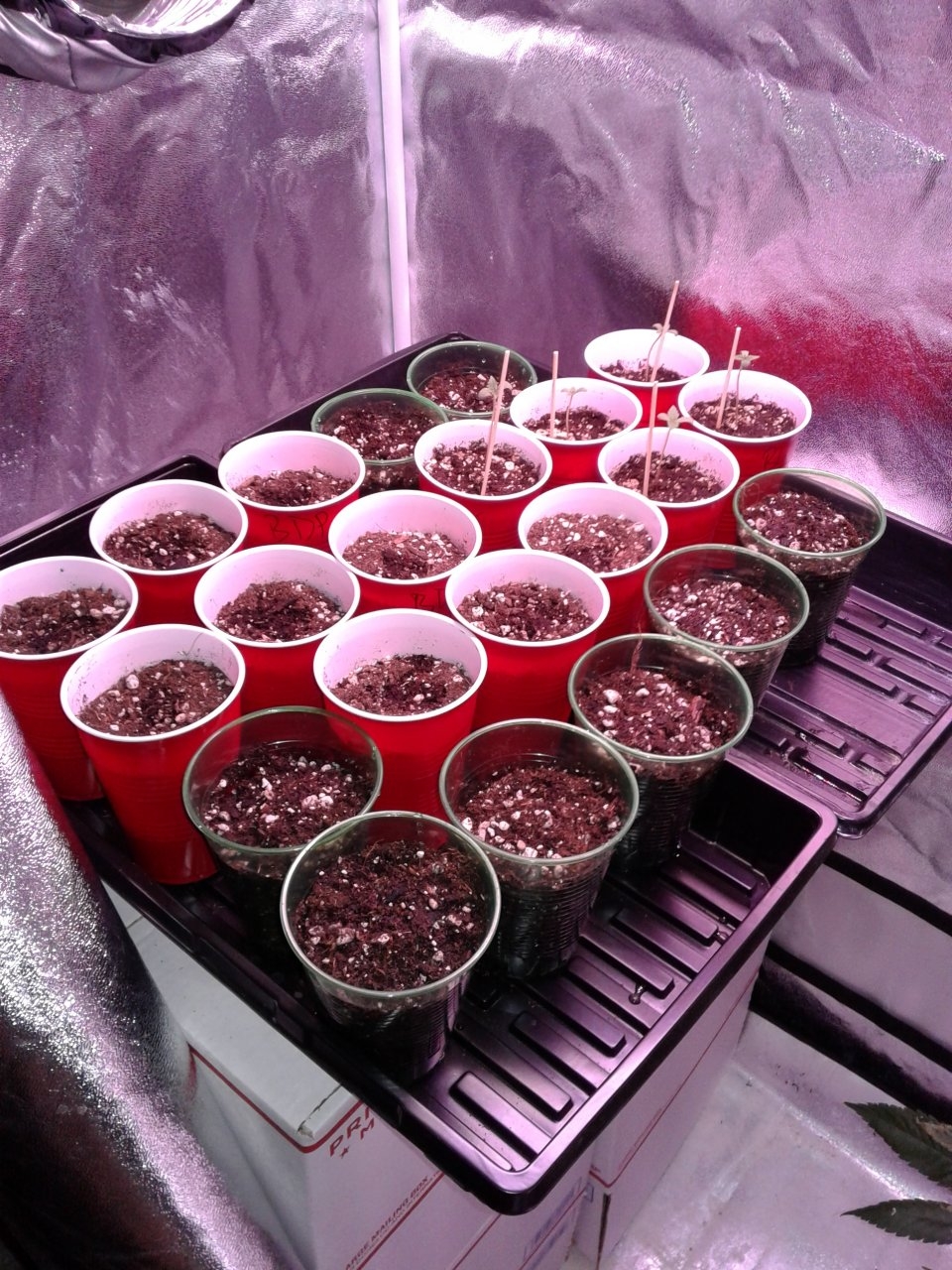 Seedlings galore!