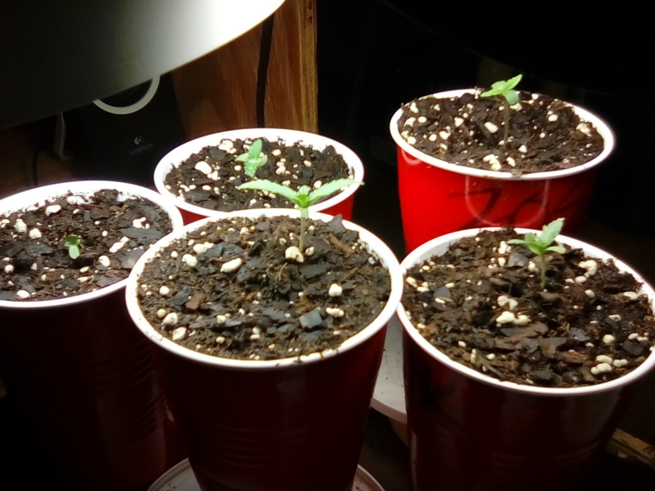 Seedlings looking good