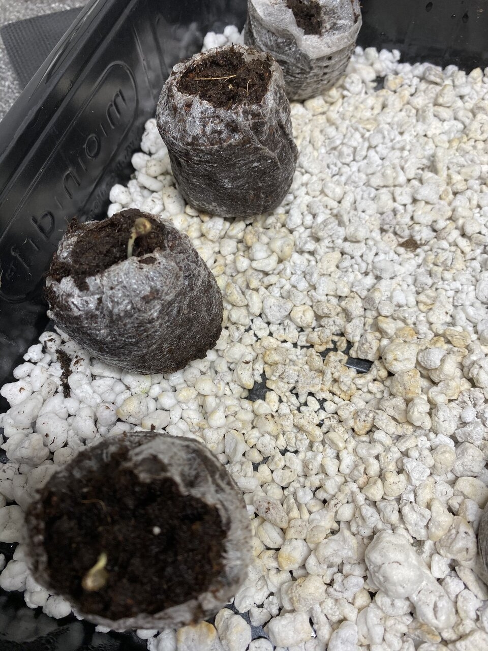 Seedlings- upside right
