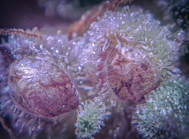 Seeds and Trichomes.jpg
