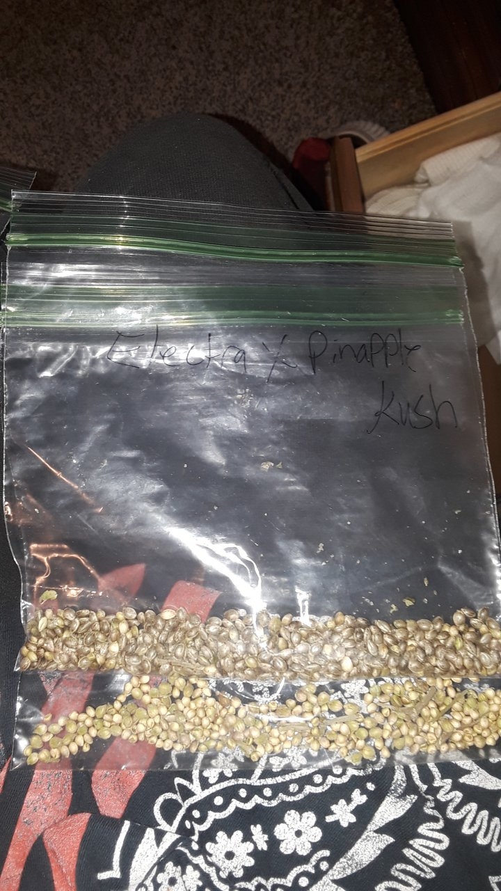 Seeds I made this summer