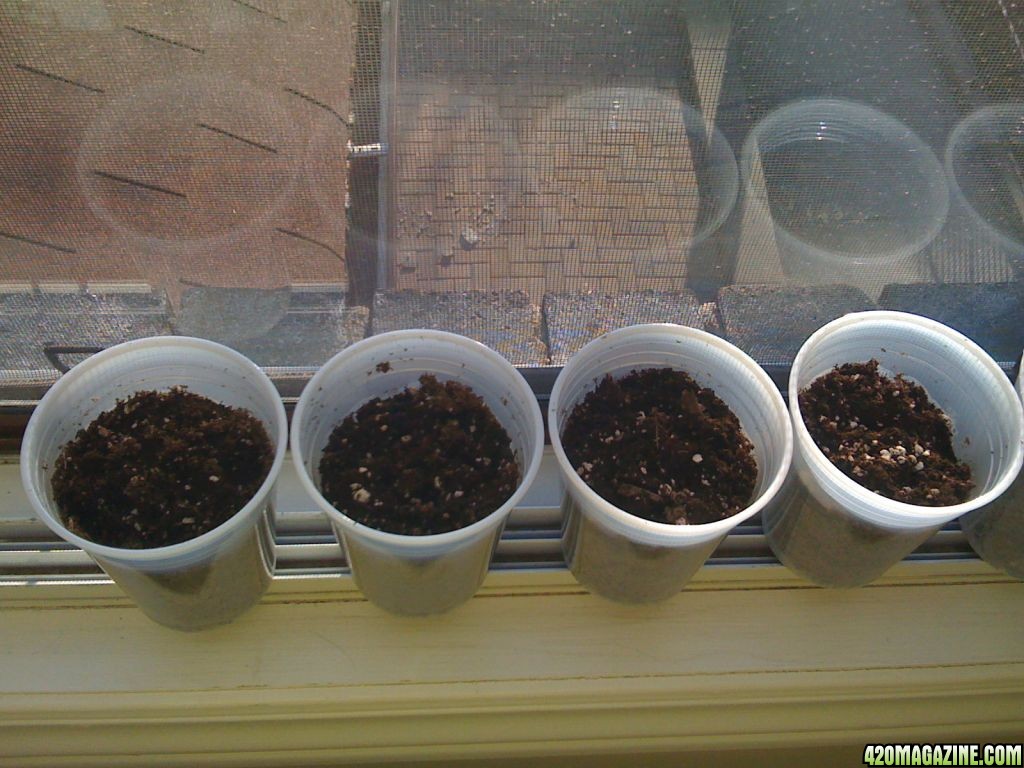 Seeds in soil 1