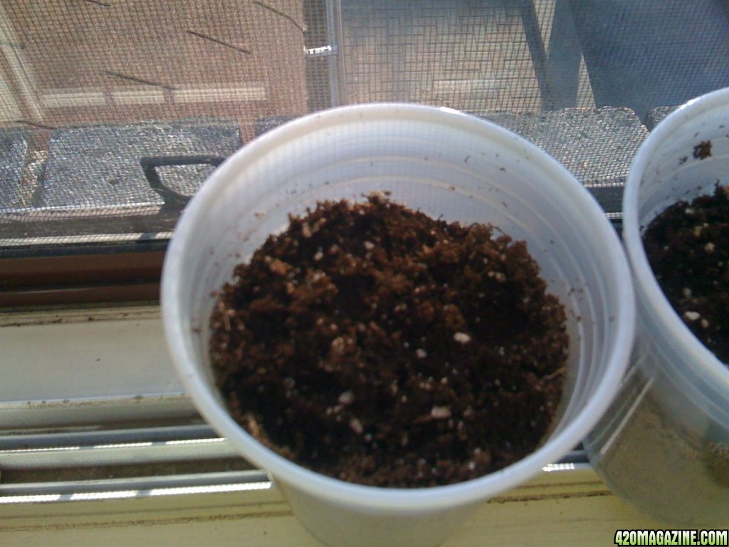 Seeds in soil 2