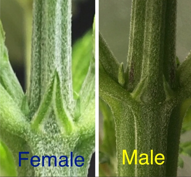 Sexing before flowering