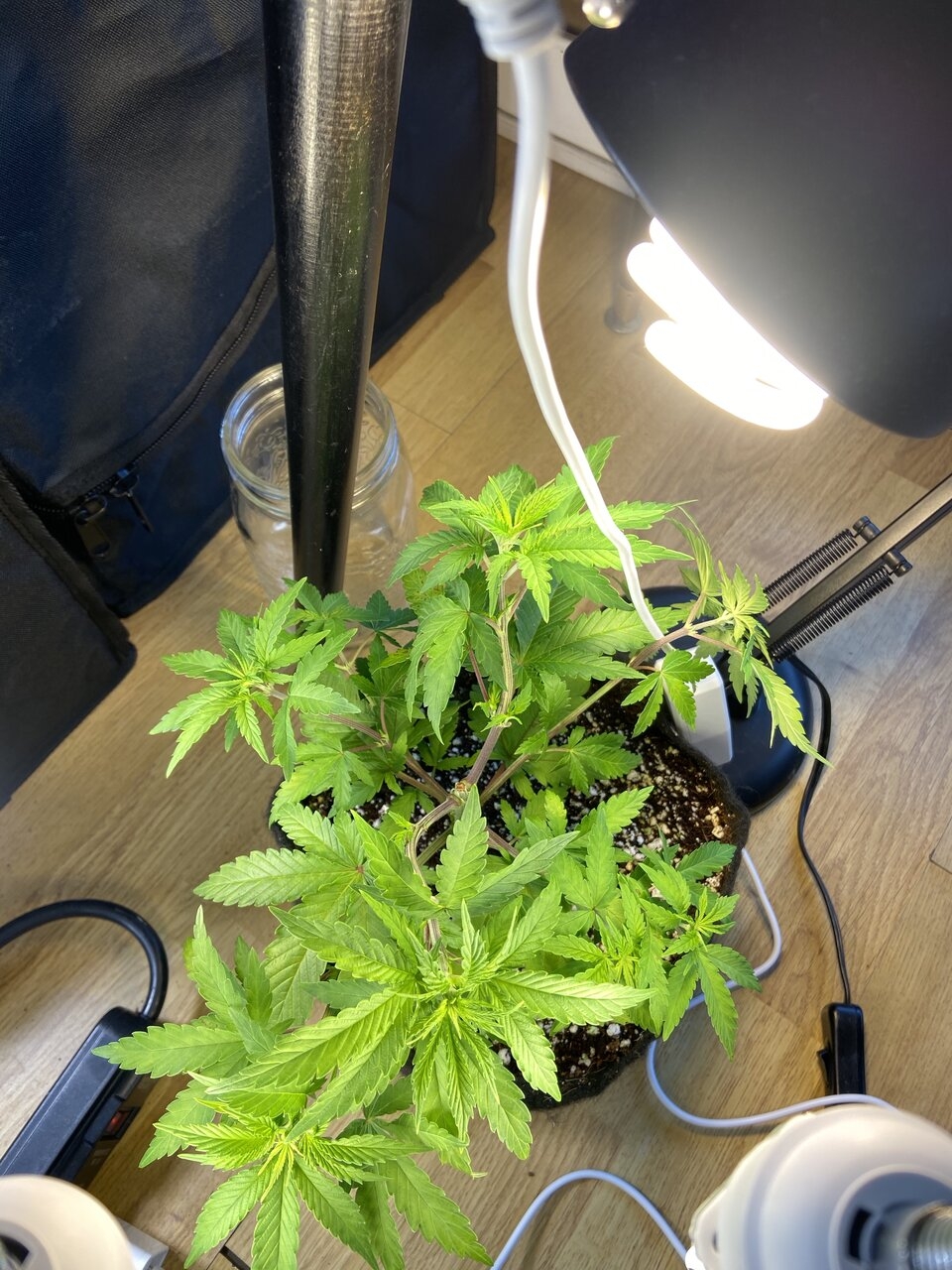 Shishkaberry, still in 1gal pot. With a new 65W LED + 26W CFL.