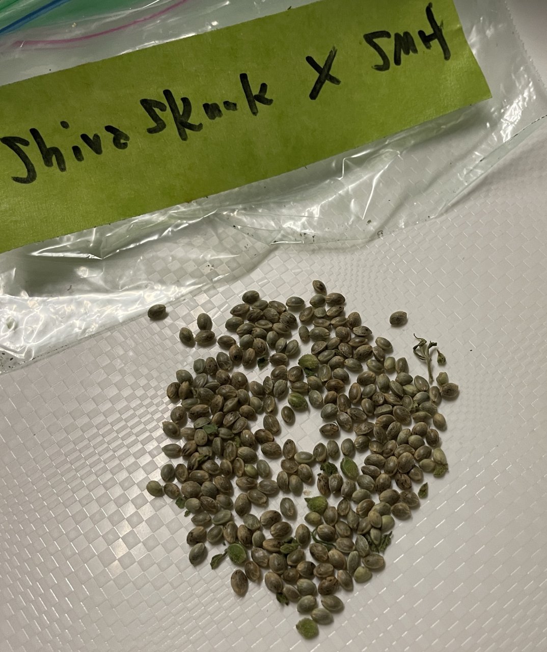 Shiva Skunk x SMH air-pollinated seeds.jpg